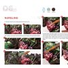 Typhus - Painting Guide - Image 3